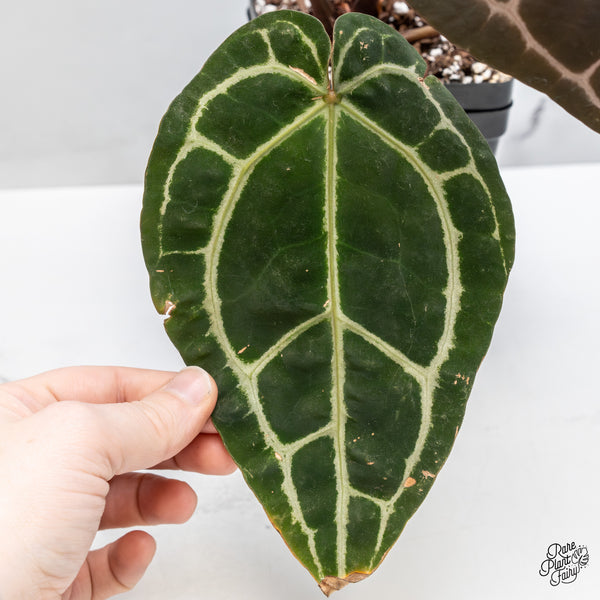 Anthurium Zara '29' x Zara '3' by DocBlock® (wk50-Y)