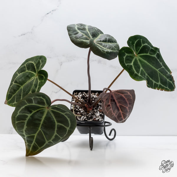 Anthurium Zara '29' x Zara '3' by DocBlock® (wk6-B)