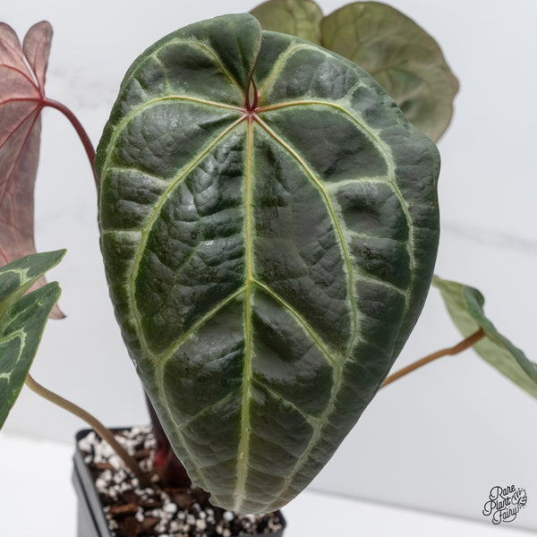 Anthurium Zara '29' x Zara '3' by DocBlock® (wk6-B)