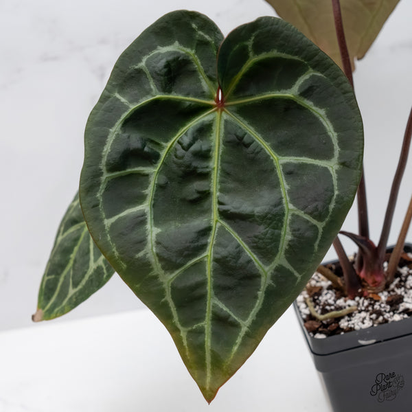 Anthurium Zara '29' x Zara '3' by DocBlock® (wk6-B)