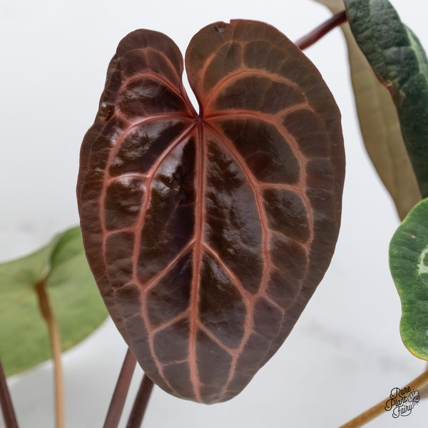 Anthurium Zara '29' x Zara '3' by DocBlock® (wk6-B)