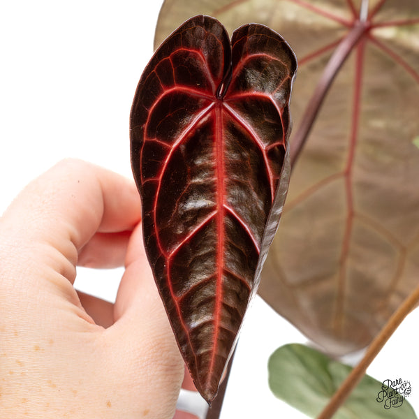 Anthurium Zara '29' x Zara '3' by DocBlock® (wk45-B)