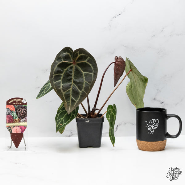 Anthurium Zara '29' x Zara '3' by DocBlock® (wk45-B)