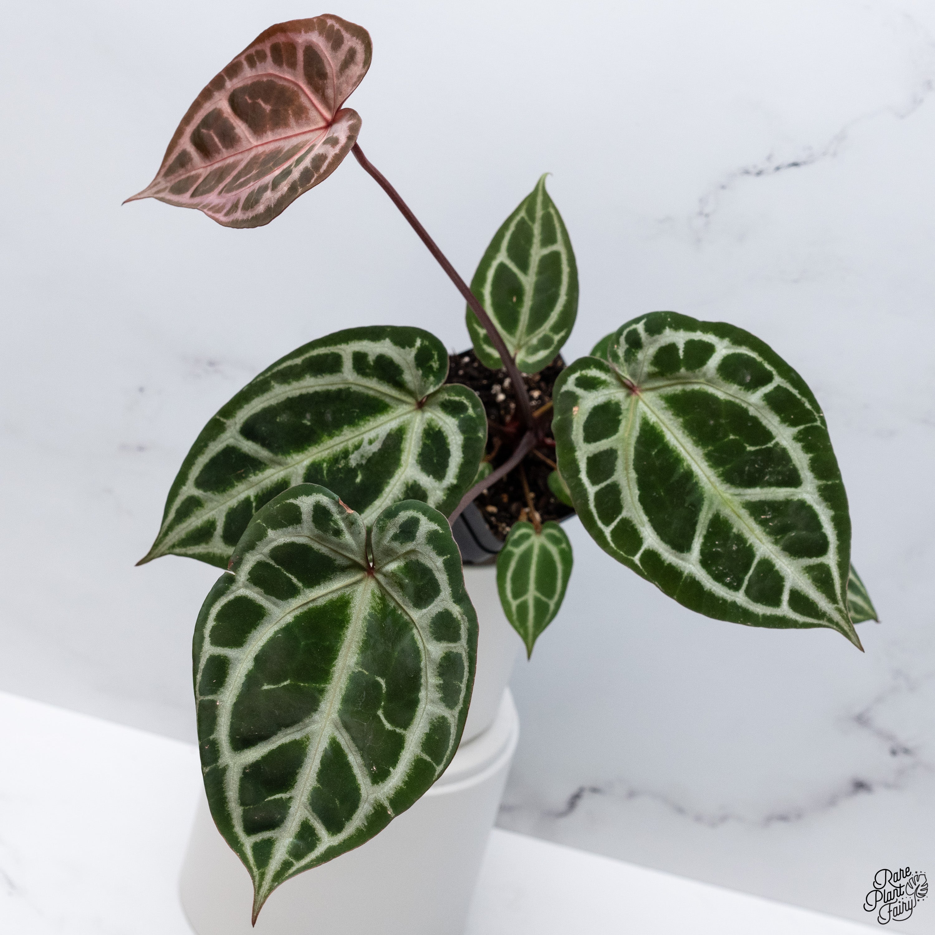 その他 1980s Taro & Anthurium Tropical Carving 1980s Taro & Anthurium Tropical Carving