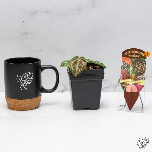 Anthurium Zara '31' x Zara '14' by DocBlock® *variegated* (wk47-UP)