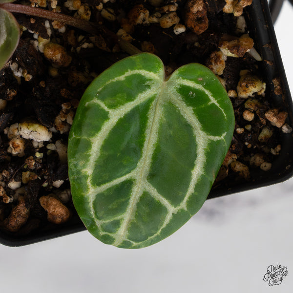 Anthurium Zara '31' x Zara '14' by DocBlock® *variegated* (wk47-UP)