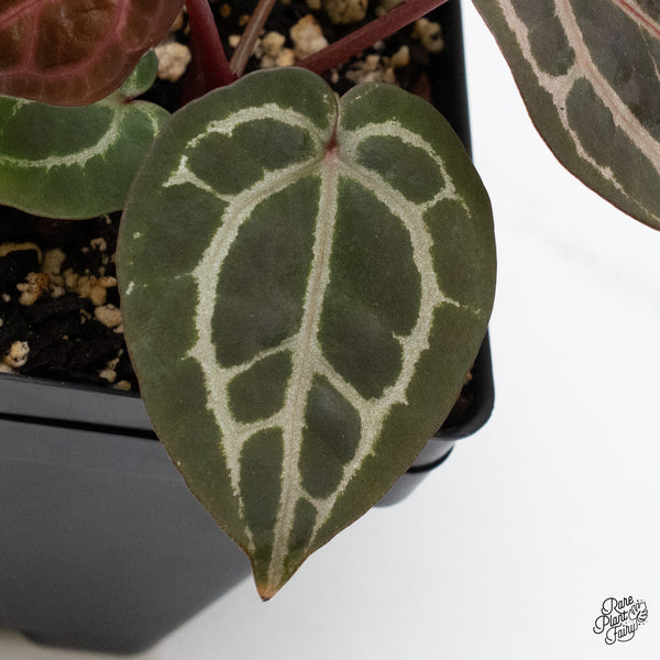 Anthurium Zara '31' x Zara '14' by DocBlock® (wk48-B)