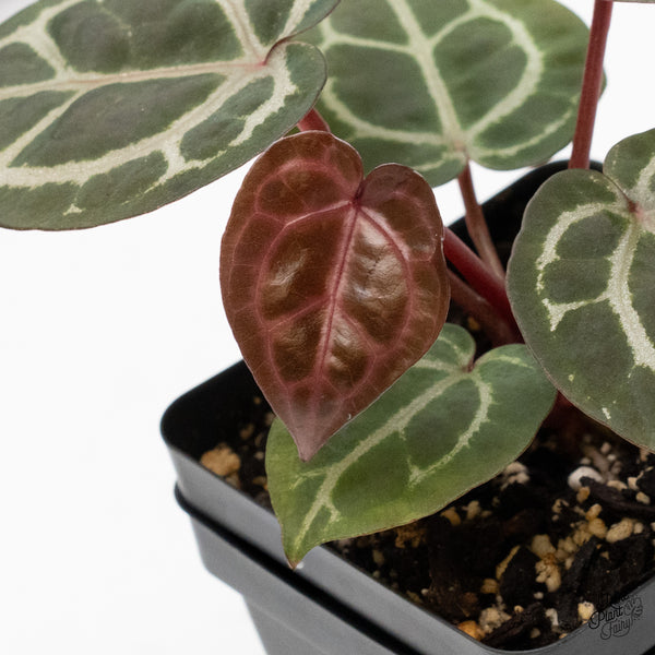 Anthurium Zara '31' x Zara '14' by DocBlock® (wk48-B)