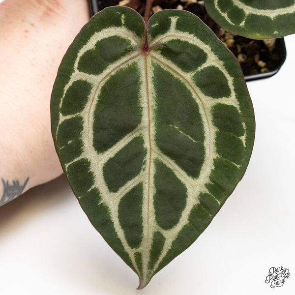 Anthurium Zara '31' x Zara '14' by DocBlock® (wk48-T)