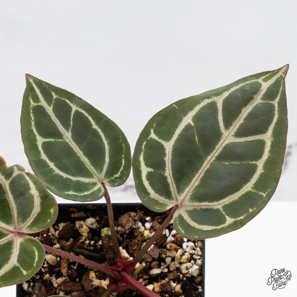 Anthurium Zara '31' x Zara '14' by DocBlock® (wk50-F)