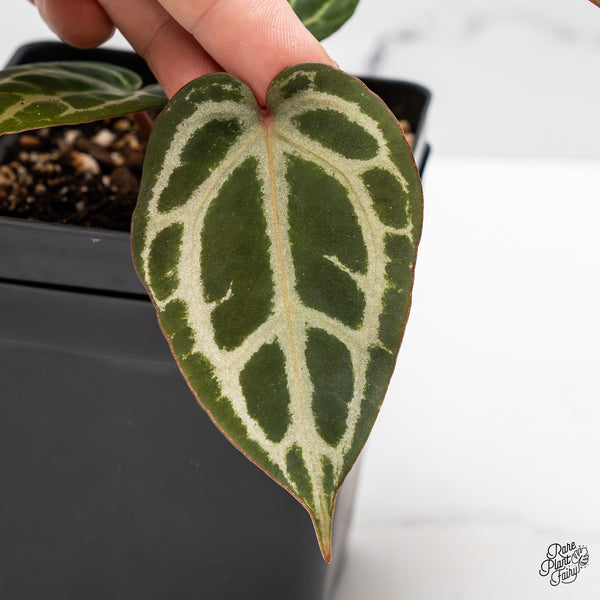 Anthurium Zara '31' x Zara '14' by DocBlock® (wk50-V)