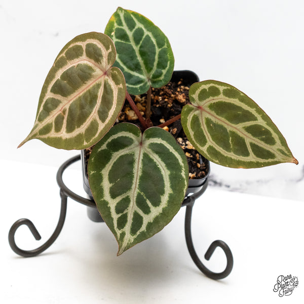 Anthurium Zara '31' x Zara '14' by DocBlock® (wk51-H)