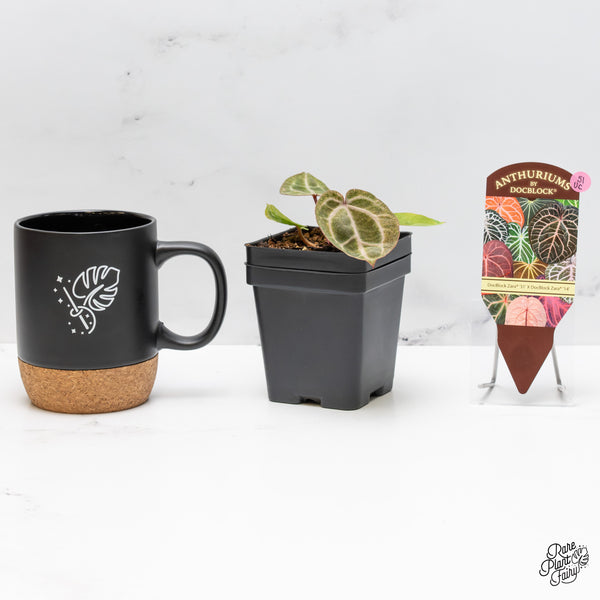 Anthurium Zara '31' x Zara '14' by DocBlock® Variegated (wk51-UC)