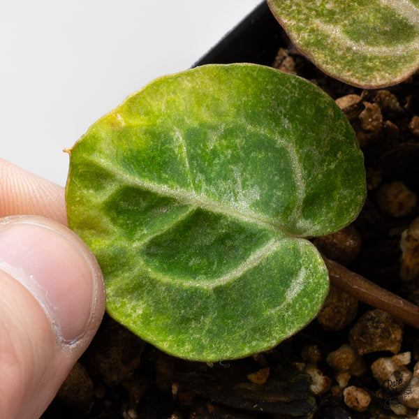 Anthurium Zara '31' x Zara '14' by DocBlock® Variegated (wk51-UC)