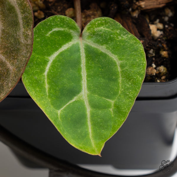 Anthurium Zara '31' x Zara '14' by DocBlock® Variegated (wk51-UC)