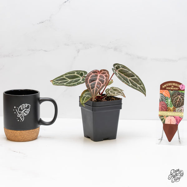 Anthurium Zara '31' x Zara '14' by DocBlock® (wk4-A)