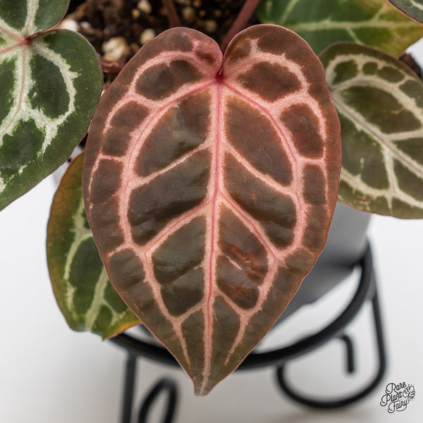 Anthurium Zara '31' x Zara '14' by DocBlock® (wk4-A)