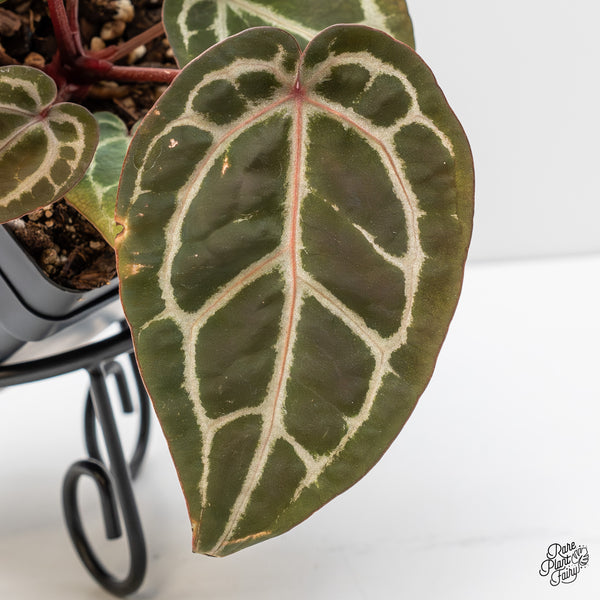 Anthurium Zara '31' x Zara '14' by DocBlock® (wk4-A)
