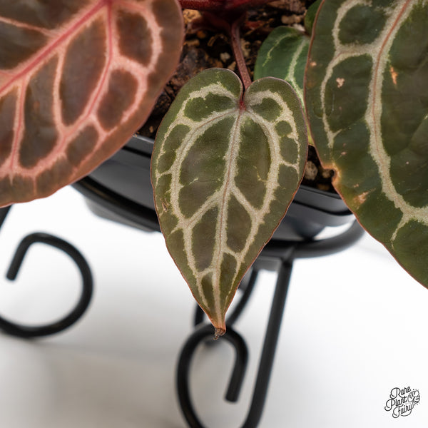 Anthurium Zara '31' x Zara '14' by DocBlock® (wk4-A)