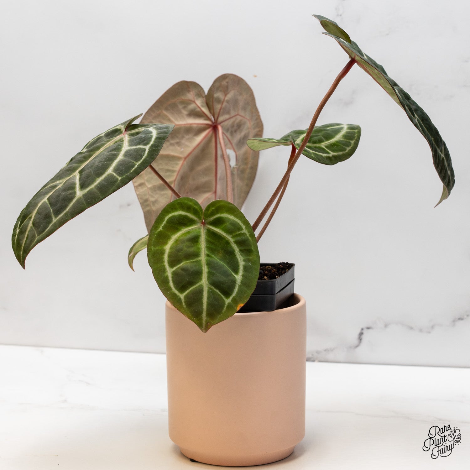 アンスリウム　ドックブロック　ZARA x ZARA Anthurium Zara '3' x Zara '33' by DocBlock® *Grower's choice