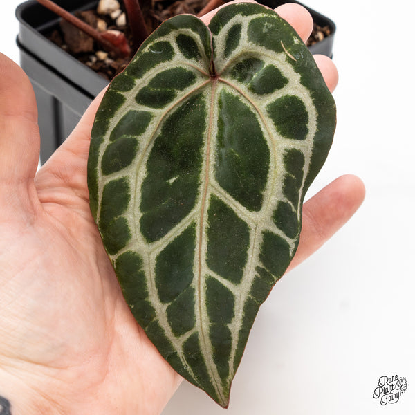 Anthurium Zara '33' x Zara '29' by DocBlock® (wk43-O)