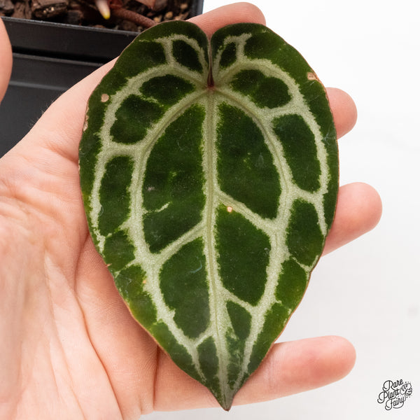 Anthurium Zara '33' x Zara '29' by DocBlock® (wk43-O)