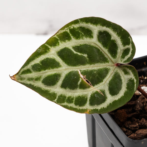 Anthurium Zara '33' x Zara '29' by DocBlock® (wk43-O)