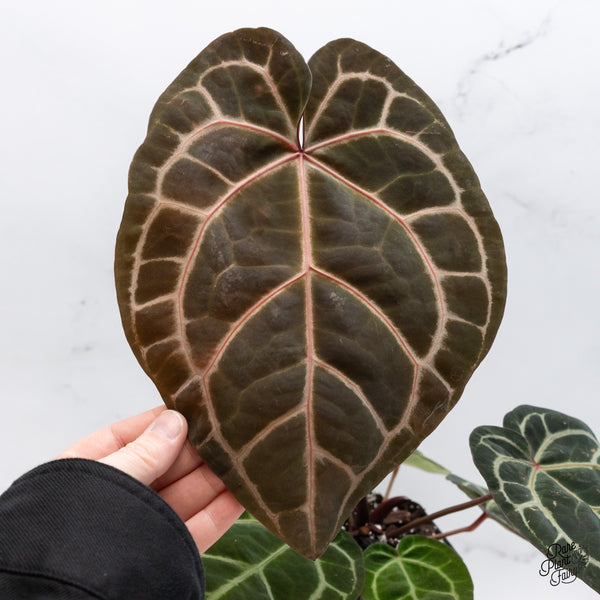 Anthurium Zara '33' x Zara '29' by DocBlock® (wk46-F)