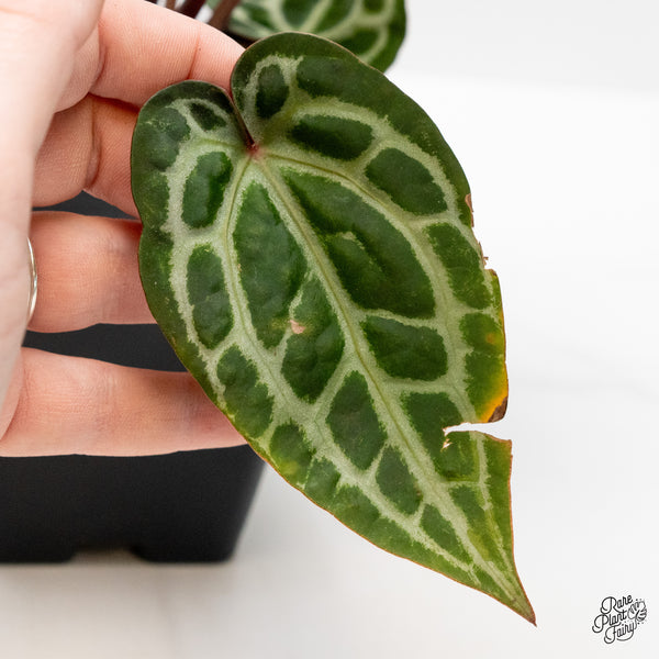 Anthurium Zara '33' x Zara '29' by DocBlock® (wk51-D)