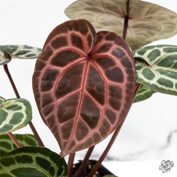 Anthurium Zara '33' x Zara '29' by DocBlock® (wk51-D)