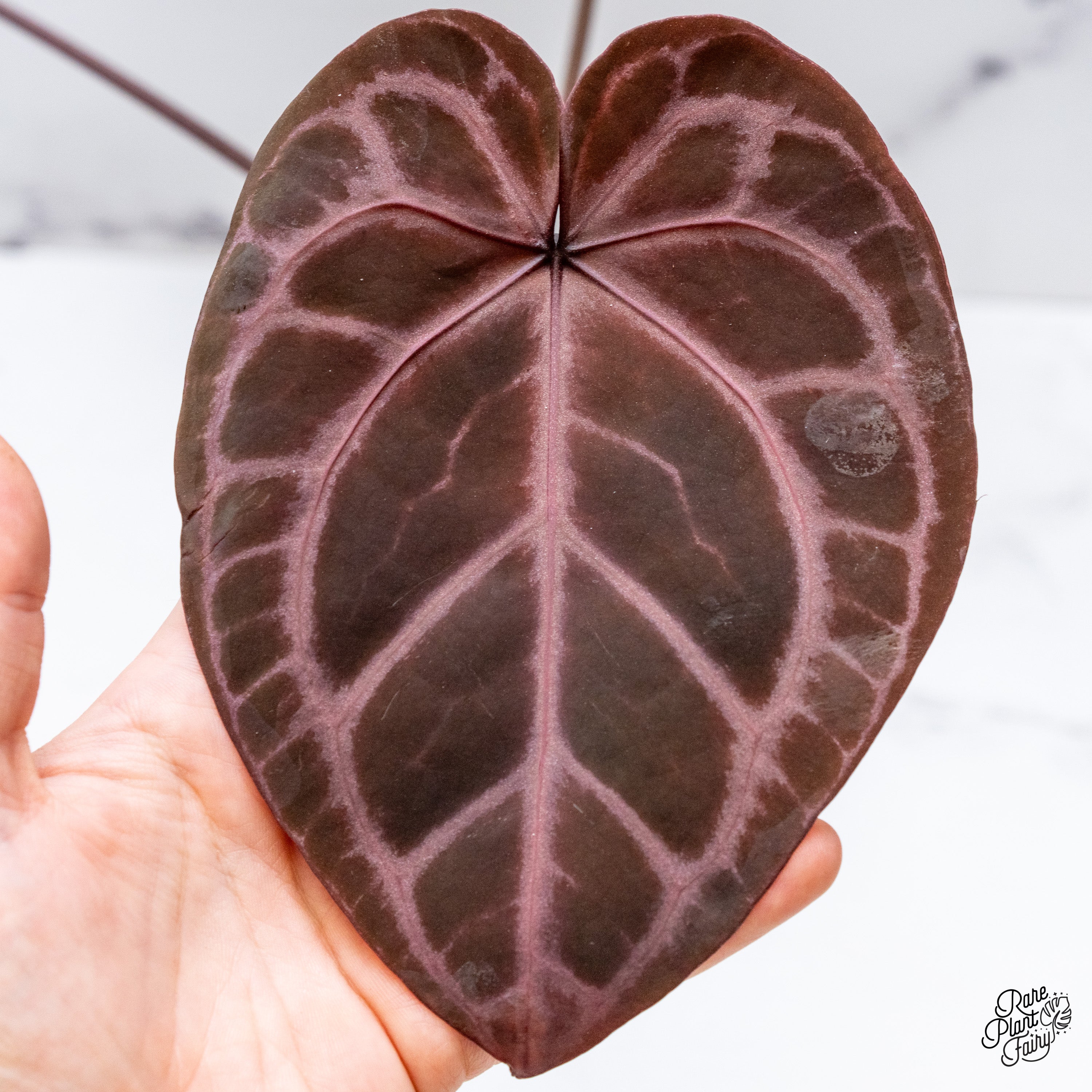 【ＨＳ】アンスリウム　ZARA x ZARA ドックブロック アンスリウム ドックブロック ZARA x ZARA HS】アンスリウム