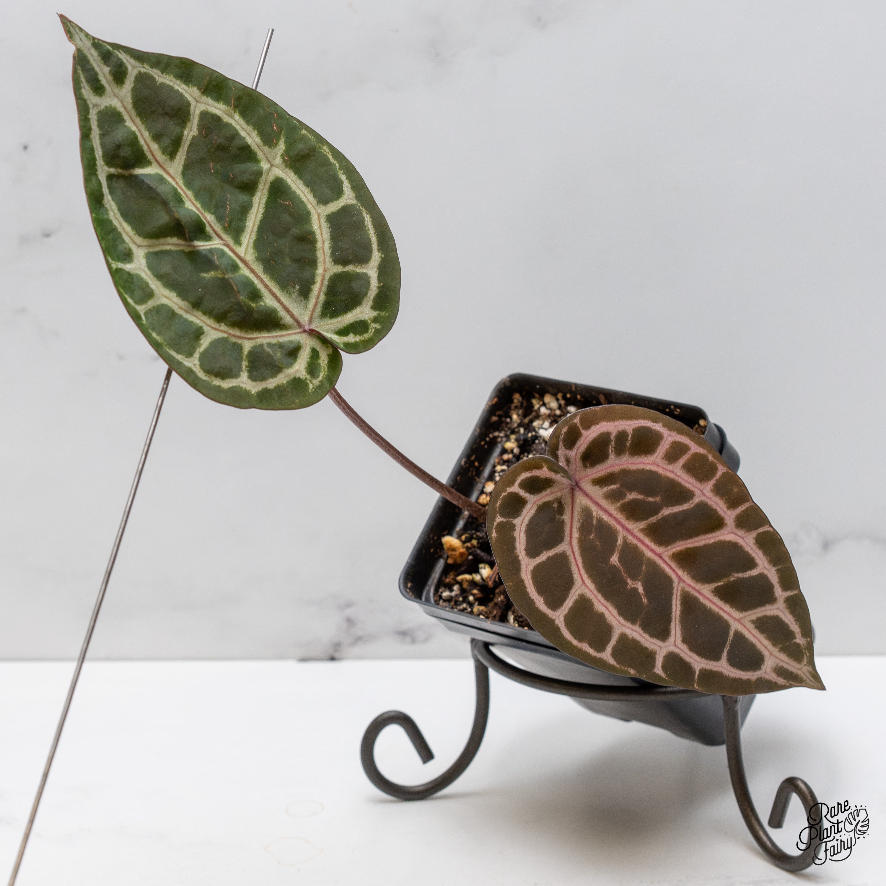 HS】アンスリウム ZARA x ZARA ドックブロック ドックブロック