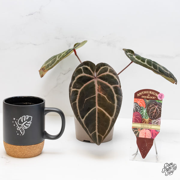 Variegated Anthurium Zara '3' x Zara '33' by DocBlock® (wk4-UR)