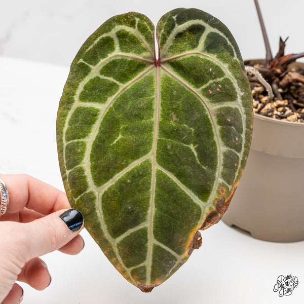 Variegated Anthurium Zara '3' x Zara '33' by DocBlock® (wk4-UR)