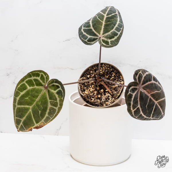 Variegated Anthurium Zara '3' x Zara '33' by DocBlock® (wk4-UR)