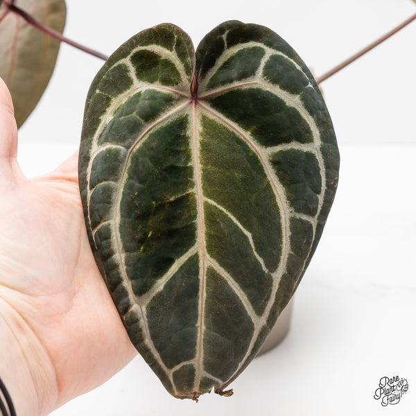 Variegated Anthurium Zara '3' x Zara '33' by DocBlock® (wk4-UR)