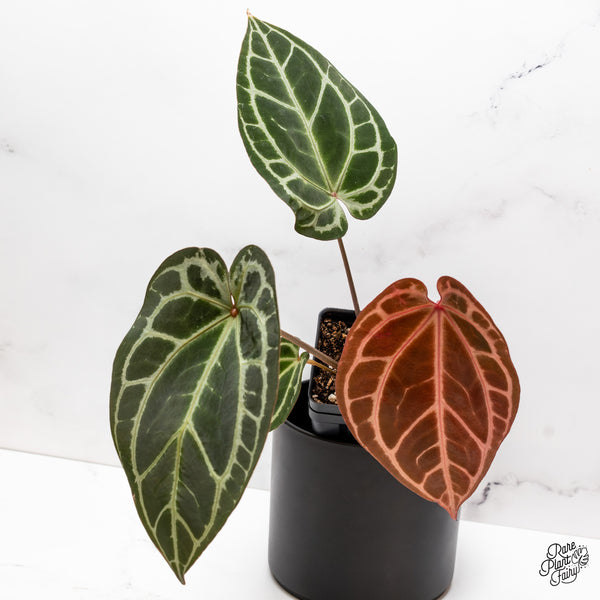 Anthurium Thor's Lightning '51' x Crystal Red '12' by DocBlock® (wk43-L) *Red Vein Emergent*