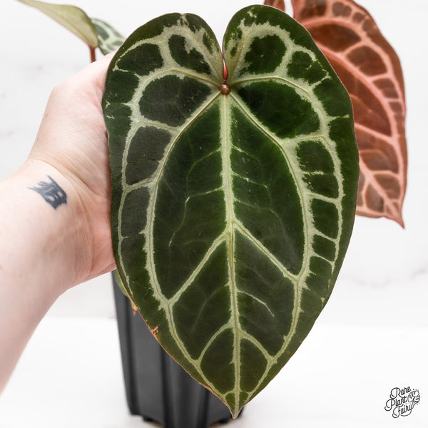 Anthurium Thor's Lightning '51' x Crystal Red '12' by DocBlock® (wk43-L) *Red Vein Emergent*