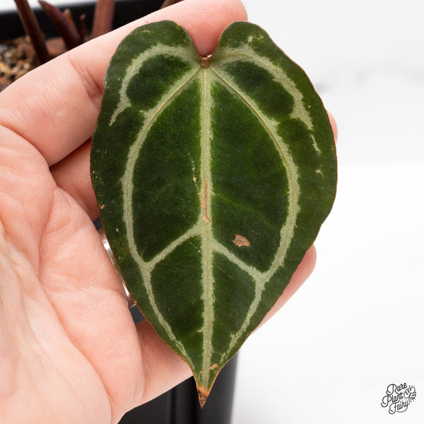 Anthurium Thor's Lightning '51' x Crystal Red '12' by DocBlock® (wk43-L) *Red Vein Emergent*