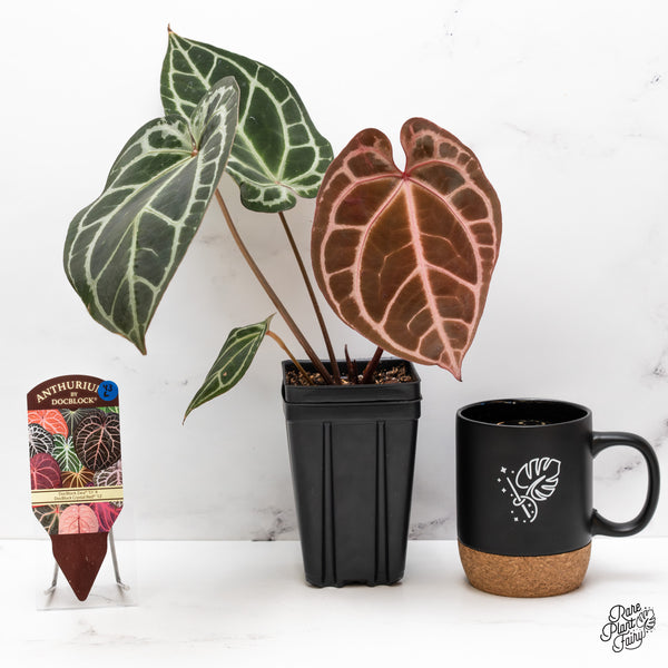 Anthurium Thor's Lightning '51' x Crystal Red '12' by DocBlock® (wk43-L) *Red Vein Emergent*