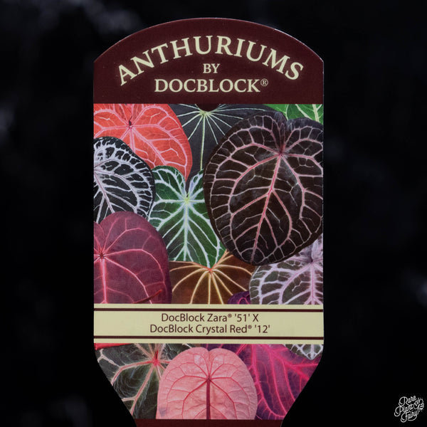 Anthurium Thor's Lightning '51' x Red Crystal '12' by DocBlock® *Grower's choice*