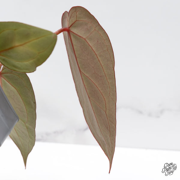 Anthurium Home, Sweet Home '32' x Dark & Handsome '9' by DocBlock® (wk42-I)