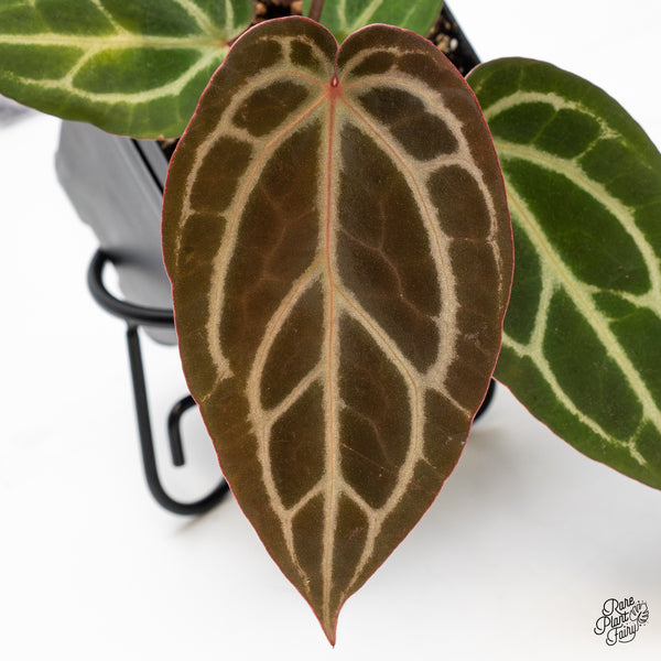 Anthurium Home, Sweet Home '32' x Dark & Handsome '9' by DocBlock® (wk42-I)