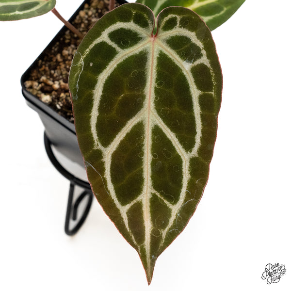 Anthurium Home, Sweet Home '32' x Dark & Handsome '9' by DocBlock® (wk42-I)