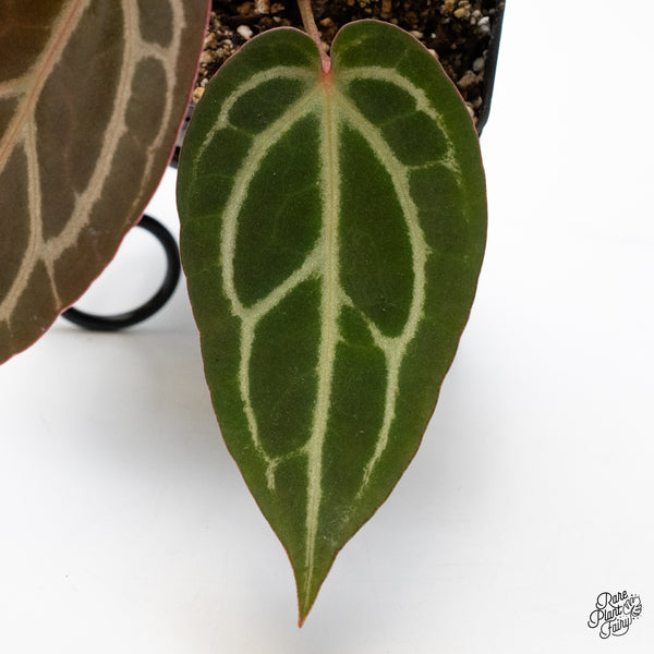 Anthurium Home, Sweet Home '32' x Dark & Handsome '9' by DocBlock® (wk42-I)