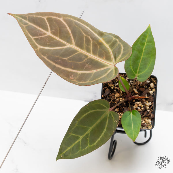 Anthurium Home, Sweet Home '32' x Dark & Handsome '9' by DocBlock® (wk44-R)