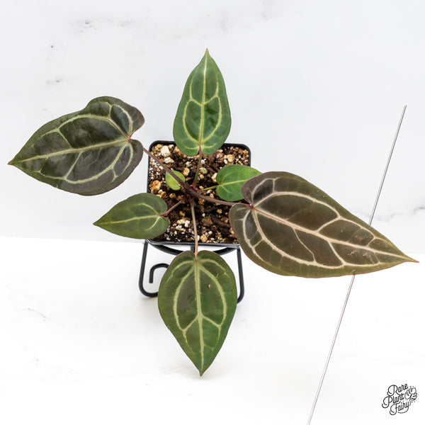 Anthurium Home, Sweet Home '32' x Dark & Handsome '9' by DocBlock® (wk44-W)