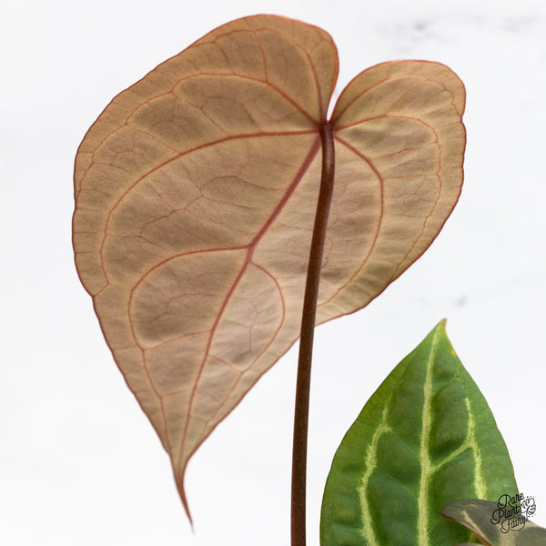 Anthurium Home, Sweet Home '32' x Dark & Handsome '9' by DocBlock® (wk45-K)