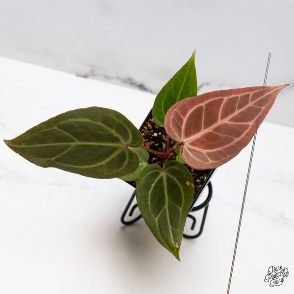 Anthurium Home, Sweet Home '32' x Dark & Handsome '9' by DocBlock® (wk45-Q)