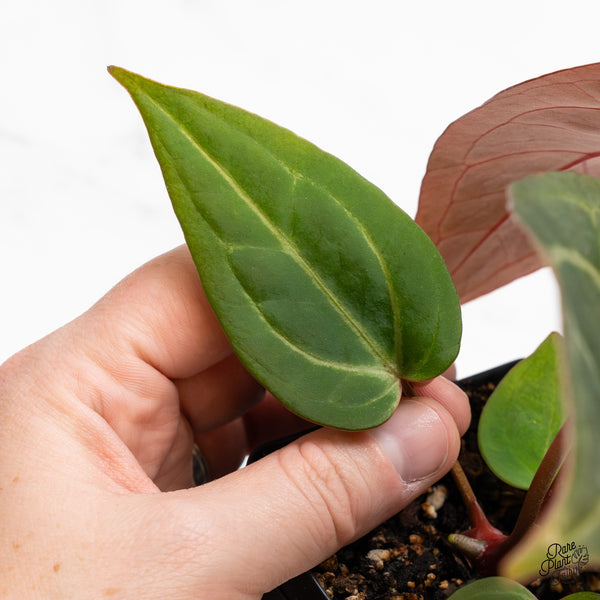 Anthurium Home, Sweet Home '32' x Dark & Handsome '9' by DocBlock® (wk45-Q)